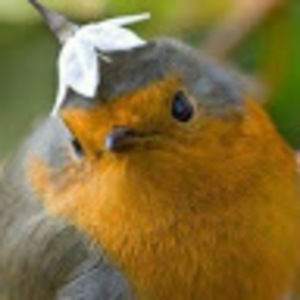 Meet your Posher, Robin